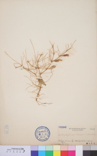 Specimen thumbnail